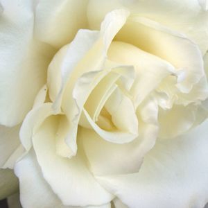 Meet your Posher, Rose